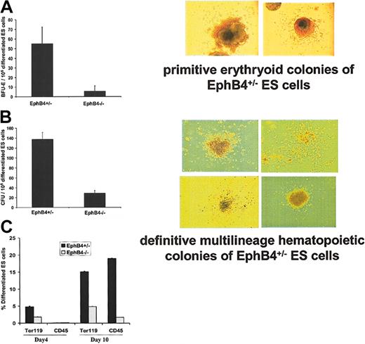 Figure 4. EphB4 deficiency affects the developmental potential of both primitive and definitive hematopoiesis. (A) Primitive erythroid colonies (BFU-Es). Day-5 to -7 EB cells of EphB4+/– and EphB4–/– were assayed for their potential to generate primitive erythroid colonies in methylcellulose cultures in the presence of EPO. The right panel is morphology of the representative primitive erythroid colonies from EphB4+/– ES cells. Data shown represent the average of 4 experiments. Error bars represent standard deviation (P = .003). Original magnification, ×10. (B) Definitive hematopoietic colonies. Day-10 to -12 EB cells of EphB4+/– and EphB4–/– were assayed for their potential to generate multilineage hematopoietic colonies in methylcellulose cultures. The right panel is the representative of definitive multilineage hematopoietic colonies from EphB4+/– ES cells. Error bars represent standard deviation (n = 4, P = .001). (C) Decrease expression of Ter119 and CD45 in EphB4–/– ES cells. Day-4 and day-10 EB cells of EphB4+/– or EphB4–/– were analyzed by flow cytometry. Ter119 is a cell surface marker for erythroid cells and CD45 is a cell surface marker for definitive multilineage hematopoietic cells. Error bars represent standard deviation (n = 2).
