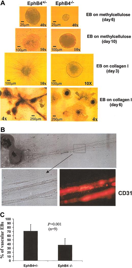 Figure 5. Endothelial development in EphB4-deficient EBs is impaired. (A) EphB4–/– EBs display a less well defined vasculogenic morphology. ES cells of EphB4+/– (left) and EphB4–/– (right) were induced for vasculogenesis in the presence of VEGF, bFGF, EPO, and IL-6 in methylcellulose for 10 to 11 days. EBs were then transferred in collagen cultures for 3 to 6 days to develop sprouting EBs. (B) Capillary-like structures of EphB4+/– EBs were CD31+ by immunohistochemistry. EB cultures in collagen matrix were dehydrated and fixed in a methanol-acetone solution and stained with PE-conjugated antimouse PECAM1 (CD31; Pharmingen). Original magnification, × 4. (C) Total numbers of vascular-like EBs were significantly decreased in EphB4–/– EBs. EB in collagen matrix were analyzed for sprouting EB induction. Total EBs and capillary-like EBs (vascular EBs) were counted in EphB4+/– and EphB4–/– cultures. Error bars represent standard deviation (n = 9).