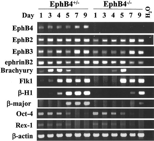 Figure 7. EphB4 deficiency affects mesoderm gene expression during EB differentiation. RT-PCR of EBs at different time points. ES cells from EphB4+/–1 and EphB4–/–1 were induced for differentiation. RNA samples were harvested at day 1, 3, 4, 5, 7, and 9 of differentiated EBs and analyzed by RT-PCR. Size of each RT-PCR product is shown in Table 1. None of the samples showed genomic DNA amplification (not shown).