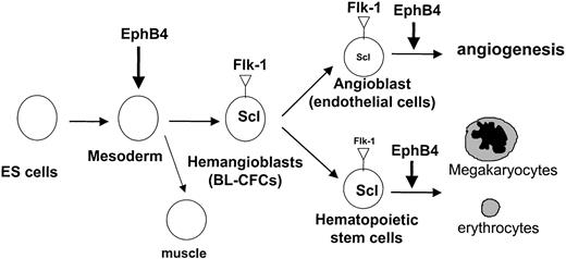 Figure 8. Model of EphB4 modulating hematopoiesis and angiogenesis. EphB4 plays a role in facilitating hemangioblast formation and enhancing subsequent hematopoietic and vasculogenic differentiation. EphB4 signaling may be involved in mesoderm induction.