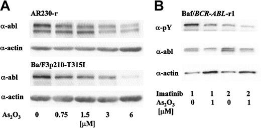 Figure 5. As2O3 induces down-regulation of Bcr-Abl protein in overexpressing (AR230-r1, Baf3/BCR-ABL-r1) and mutant (Ba/F3p210T315I) Bcr-Abl–expressing cells resistant to imatinib. (A) Exponentially growing cells were exposed to increasing doses of As2O3. After 48 hours, cells were harvested and protein expression levels were determined by Western blot analysis using equal amount of protein. Blots were probed with antiabl (top panel) and antiactin antibodies (bottom panel). (B) Baf3/BCR-ABL-r1 cells were exposed to 1 or 2 μM imatinib ± 1 μMAs2O3 for 48 hours. Phosphotyrosine content and protein expression of p210Bcr-Abl were analyzed using α-pY and α-abl antibodies. Protein loading was controlled by probing for actin.