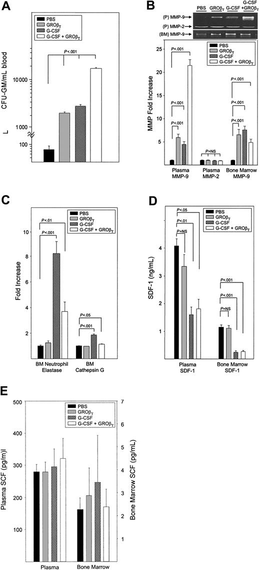Figure 1. CFU-GM mobilization, protease activities, and SDF-1 concentrations in mice mobilized by GROβT, G-CSF, or the combination of G-CSF plus GROβT. Cohorts of 3 B6D2F1 mice/group/experiment were mobilized by a single injection of GROβT (2.5 mg/kg), a multiday regimen of G-CSF (50 μg/kg, twice a day for 4 days), or administration of GROβT on day 5 following the G-CSF regimen. All injections were scheduled so that all control and mobilized mice were evaluated at the same time in every experiment. Combined data from 5 to 7 experiments are shown. (A) Mean ± SEM fold increase in CFU-GM/mL blood. (B) Upper portion is a representative zymogram; lower potion, mean ± SEM fold change in MMP-9 gelatinolytic activity in plasma and marrow extracts determined by zymography. (C) Mean ± SEM fold change in marrow NE and CG activity. (D) SDF-1 protein concentration in plasma and marrow extracts determined by ELISA. (E) SCF protein concentration in plasma and marrow extracts determined by ELISA. Error bars indicate mean ± SEM.