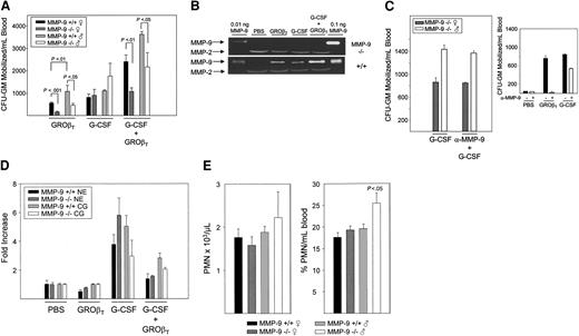 Figure 3. CFU-GM mobilization, proteases, and PMNs in MMP-9–/– mice. Cohorts of 3 C57Bl/6 male and female mice/group were mobilized by a single injection of GROβT (2.5 mg/kg), a multiday regimen of G-CSF (50 μg/kg, twice daily for 4 days) or administration of GROβT on day 5 following the G-CSF regimen. (A) Mean ± SEM increase in CFU-GM/mL blood from 2 experiments. (B) Representative zymograms of plasma and marrow extracts from female MMP-9–/– and MMP-9+/+ mice. (C) Mean ± SEM increase in CFU-GM/mL blood in male and female MMP-9–/– mice receiving anti–MMP-9 antibody during the mobilization regimen. Right panel insert confirms activity of anti–MMP-9 in blocking mobilization by GROβT and reducing mobilization by G-CSF in normal mice as described in Figure 2. (D) Mean ± SEM NE and CG in the marrow extravascular compartment. Data from 2 experiments are shown. (E) Mean ± SEM absolute neutrophil count (ANC) and percent PMN/mL blood from 2 experiments.