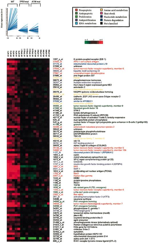 Figure 2. Genes selectively up-regulated in wt tumors. Cluster 1. (Top) Seventynine genes were obtained by K-means clustering with Pearson correlation (GeneSpring 4.2.1) of 245 differentially expressed genes identified by parametric t test with Benjamini-Hochberg multiple testing correction. UR indicates unirradiated; IR, irradiated. Signal values per gene were normalized to the mean of the unirradiated controls for each sample. (Bottom) The cluster was visualized using TREEVIEW (http://www.microarrays.org/software.html). Columns represent individual B-CLL samples, and rows correspond to genes. Color changes within a row indicate expression levels relative to the average of the same population. Functional classification of the genes is indicated by different colors (key).
