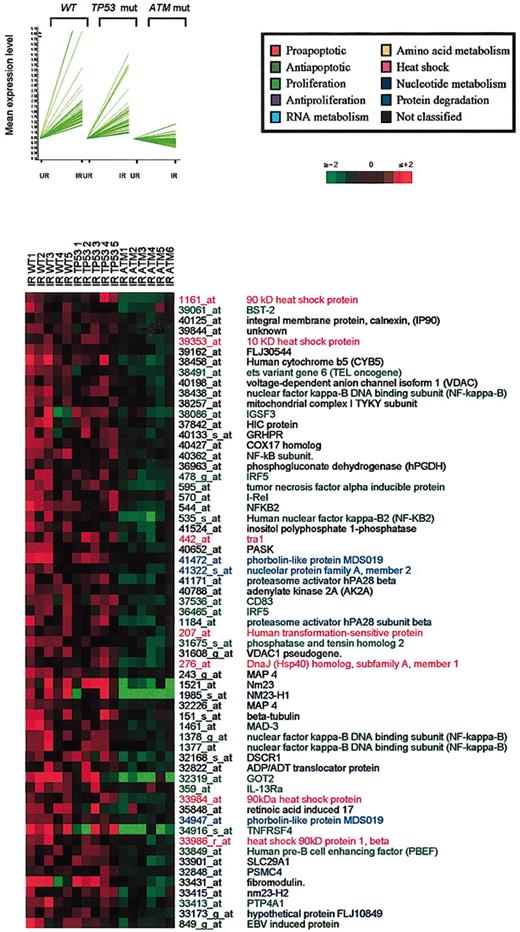 Figure 3. Genes up-regulated in wt and TP53-mutant tumors. Cluster 2. (Top and bottom) Cluster 2, composed of 61 genes, is represented as described for cluster 1.