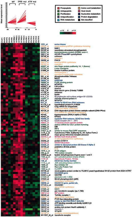 Figure 4. Genes up-regulated in TP53-mutant B-CLLs. Cluster 3. (Top and bottom) Cluster 3 contains 86 genes selectively up-regulated in B-CLL cells in TP53-mutant tumors, represented as described for cluster 1.