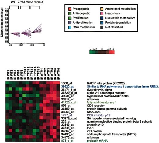 Figure 5. Genes up-regulated in ATM-mutant tumors (cluster 4). Top and bottom: Cluster 4 contains 19 genes selectively up-regulated in ATM-mutant tumors and is represented as described for cluster 1.