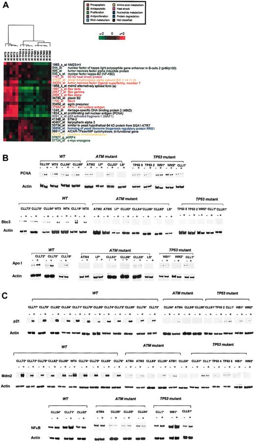 Figure 6. Transcripts discriminative between ATM-mutant, TP53-mutant, and wt B-CLLs. (A) Twenty-six differentially expressed transcripts were identified after Bonferroni multiple testing discriminated among TP53/ATM wt, TP53-mutant, and ATM-mutant tumors. (B-C) Expression at the protein level, before and after irradiation, of a set of 6 selected genes (in panel B, PCNA, Bbc3, Apo1; in panel C, p21, Mdm2, NFκB) in ATM-mutant, TP53-mutant, and ATM/TP53 wt B-CLL tumors. Asterisks indicate independent ATM-mutant, TP53-mutant, and ATM/TP53 wt B-CLL tumors not used in microarray experiments. Actin expression was used as a loading control.