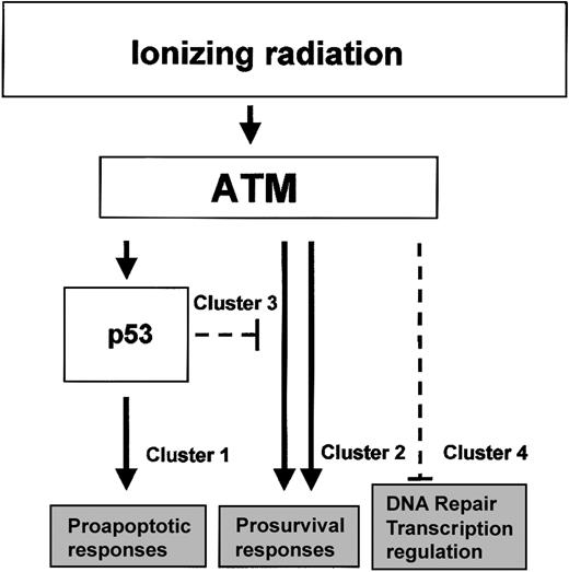 Figure 7. ATM/p53 regulation network in TP53-mutant, ATM-mutant, and wild-type tumors based on their differential global expression profiles. Regulation of IR-induced transcriptional responses by ATM and p53. All transcriptional responses to IR are under ATM control, whereby a subset of responses involves p53 and either supports apoptosis (cluster 1) or inhibits IR-induced survival (cluster 3). Responses independent of p53 support damage-induced survival (cluster 2). A small subset of genes involved in DNA repair and transcription regulation is suppressed by ATM after IR (cluster 4).