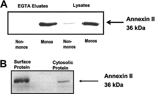 Figure 2. Peripheral blood monocyte expression of annexin II. (A) Western blot analysis of cell surface expression of annexin II on human monocyte-depleted PBMCs (Non-monos) and monocytes (Monos). EGTA eluates or whole cell lysates (30 μg) were resolved on a 12.5% SDS-polyacrylamide gel and immunoblotted with anti–annexin II IgG. (B) Cell surface biotinylation of surface proteins on human monocytes. Surface biotinylated proteins were isolated by streptavidin precipitation, resolved on a 12.5% SDS-polyacrylamide gel, and immunoblotted with anti–annexin II IgG. Whole cell lysate protein was used as a positive control.