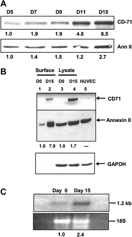 Figure 5. Annexin II expression by HMDMs. (A) Western blot analysis of whole cell lysates of HMDMs maintained in culture and harvested at the time intervals shown. Blots were probed with anti-CD71 IgG, a macrophage-specific marker and monoclonal anti–annexin II IgG. The level of expression relative to day 5 is shown beneath each band. (B) Western blot analysis of annexin II expression by monocytes and HMDMs. Either biotinylated cell surface proteins (lanes 1 and 2) or whole cell lysates (25 μg, lanes3 and 4) from peripheral blood monocytes on day 0 (lanes 1 and 3) or from HMDMs on day 15 (lanes 2 and 4) were examined by immunoblotting with anti-CD71, anti–annexin II, and anti-GAPDH IgG. Human umbilical vein endothelial cell (HUVEC) lysate (lane 5) served as a positive control. Cell surface biotinylated proteins and whole cell lysates were prepared as described in “Materials and methods.” The level of monocyte/macrophage expression of annexin II relative to day 0 is shown for each lane. (C) Northern blot. Total RNA from freshly harvested monocytes (day 0) or from same-donor HMDMs allowed to differentiate in culture for 2 weeks (day 15) was extracted, resolved by agarose gel electrophoresis, transferred to ζ-probe membranes, and incubated with a 32P-random-primed annexin II cDNA probe. The relative intensities of the radiographic annexin II–specific band and the corresponding ethidium bromide–stained 18S rRNA band are shown below each lane.