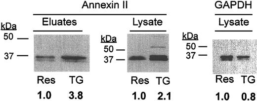 Figure 6. Analysis of annexin II expression in murine peritoneal macrophages. Cell surface eluates (45 μg/lane) or whole cell lysates (30 μg/lane) of resident (Res) and thioglycolate-elicited (TG) macrophages were analyzed by Western blot for annexin II and GAPDH (monoclonal anti-GAPDH; Biodesign International). TG cell expression relative to Res cells is shown below each lane.