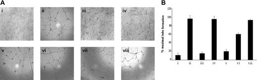 Figure 10. HUVEC morphogenesis induced by CCL16. Human HUVECs (2 × 104) were plated onto matrigel deprived of growth factors and stimulated as indicated. After 14 hours of incubation the cell's 3-dimensional organization was recorded (original magnification × 10). (Ai) HUVECs stimulated with Vec-Cos; (ii) ECs stimulated with CCL16-Cos (50 ng/mL); (iii) HUVECs stimulated with CCL16-Cos (50 ng/mL) neutralized by Ab anti-CCL16; (iv) HUVECs stimulated with CCL16-Cos (50 ng/mL) treated with goat IgG; (v) HUVECs preincubated with BX417 (10–7 M) and then stimulated with CCL16-Cos; (vi) HUVECs preincubated with BX417 (10–8 M) for 15 minutes and then stimulated with CCL16-Cos (50 ng/mL); (vii) HUVECs preincubated with Ab anti-CCR8 then stimulated with CCL16-Cos (50 ng/mL); (viii) HUVECs stimulated with VEGF-A165 (20 ng/mL). Results representative of 3 independent experiments. (B) Morphometric analysis of the above-indicated conditions expressed as % of variation assuming VEGF-A165 treated HUVECs as 100% (Aviii). Mean ± SD of 4 independent experiments.