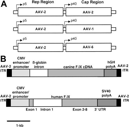 Figure 1. Constructs used in vector preparation. (A) Helper plasmids contain rep gene sequences from AAV-2 and cap gene sequences from AAV-2, AAV-1, and AAV-6 respectively. (B) The canine transgene cassette contains the cF.IX cDNA, the human β-globin intron 1, the CMV enhancer/promoter, and the human growth hormone polyadenylation signal, flanked by the AAV-2 inverted terminal repeats. The human transgene cassette contains the human F.IX cDNA interrupted by a 1.4-kb fragment of hF.IX intron 1, the CMV enhancer/promoter, and the SV40 polyadenylation signal, also flanked by the AAV-2 inverted terminal repeats.