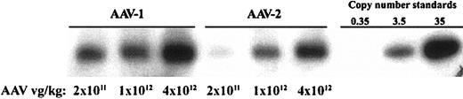 Figure 3. Gene copy number in AAV-injected muscle tissue. (A) Southern blot analysis of genomic DNA extracted from murine skeletal muscle injected with AAV vectors. The first 3 lanes are from mice injected with AAV-1–F.IX at the doses listed beneath each lane; the next 3 lanes are from mice injected with AAV-2–F.IX. Copy number standards were prepared by adding 10, 100, or 1000 pg plasmid to 20 μg murine genomic DNA.