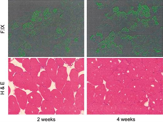 Figure 5. Paired immunofluorescent and hemotoxylin and eosin staining of AAV-1–injected murine muscle at early time points after injection.