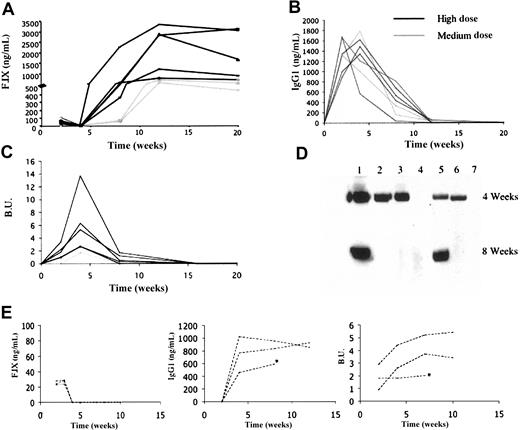 Figure 6. Human F.IX expression and anti–F.IX anti-body measurements as a function of dose and time in AAV-1–injected immunocompetent hemophilic mice. C57Bl/6 hemophilia B mice were injected at a high (1.6 × 1013 vg/kg, n = 5), medium (4 × 1012 vg/kg, n = 2), or low (6.5 × 1011 vg/kg, n = 3) dose at intramuscular sites. Panels A-D refer to medium- and high-dose cohorts, panel E to low-dose cohort. Each line represents one mouse. (A) Human F.IX levels were determined by ELISA. Levels in high-dose animals range from 300 ng/mL to 2200 ng/mL at 8 weeks, with levels of approximately 100 ng/mL at the same time point in medium-dose animals. After the initial lag, F.IX levels remain stable for the duration of the experiment. (B) Anti–F.IX-specific IgG1 antibodies. These were detected in all animals, peaked at 2 to 4 weeks after injection, markedly decreased by 8 weeks, and disappeared by 12 weeks after injection. (C) Bethesda titers. Inhibitory antibody is first detected at 2 weeks after injection, reaches a maximum at 4 weeks, then gradually diminishes. (D) Western blot to detect anti–F.IX antibody. Lanes 1 to 5 contain serum from the mice treated at a high dose, lanes 6 to 7 conatin serum from mice treated at a lower dose. At the 4-week time point, antibody was detected in 5 of 7 mice. At the 8-week time point it was detected in only 2 of 7 mice. (E) Left panel represents hF.IX levels determined by ELISA. Center and right panels represent antibodies to F.IX detected in all 3 mice by specific IgG to F.IX or by Bethesda assay, respectively. *Denotes the death of one animal after week 8.