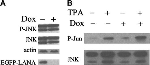 Figure 3. LANA is not an upstream activator of JNK. (A) Western blot for total and phospho-JNK on protein extracts (20 μg/lane) from 293 TetOff-EGFP-LANA cells were maintained with or without doxycycline (dox, 1 μg/mL, to suppress EGFP-LANA expression). Top panels: Western blot for phospho-JNK (P-JNK) and total JNK; middle panel: Western blot for actin to confirm equivalent protein loading; bottom panel: Western blot for EGFP-LANA. (B) 293 TetOff-EGFP-LANA cells were maintained with or without dox (1 μg/mL) and treated with TPA (20 ng/mL) or vehicle control for 20 minutes. Total cellular protein (250 μg) was subjected to a JNK in vitro kinase assay. Bottom panel: Western blot for total JNK on immunoprecipitated protein; top panel: Western blot for phospho-c-Jun (P-Jun).