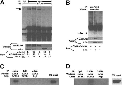 Figure 4. LANA physically interacts with c-Jun. (A) The indicated plasmids were transiently transfected into 293 cells, and total protein was extracted at 48 hours for coimmunoprecipitation. The protein from the first 2 lanes is the same. Top panel is coimmunoprecipitation. The arrow indicates a specific LANA band; the arrowhead represents a nonspecific band that is also faintly detected in lanes that were not transfected with 3 × FLAG-LANA. Middle and bottom panels: Western blots with Jun and FLAG antibodies to demonstrate expression of c-Jun and 3 × FLAG-LANA. (B) Same as panel A, but reciprocal coimmunoprecipitation; 2.5 μg of the 3 × FLAG-LANA and the c-Jun expression vectors or appropriate controls were used. (C) Coimmunoprecipitation of LANA/c-Jun in BCBL-1 cells. Nuclear protein was extracted from BCBL-1 or Raji cells and immunoprecipitated with an anti-LANA monoclonal antibody (or Ig control) followed by Western for c-Jun. (D) Same as panel C, but reciprocal coimmunoprecipitation.
