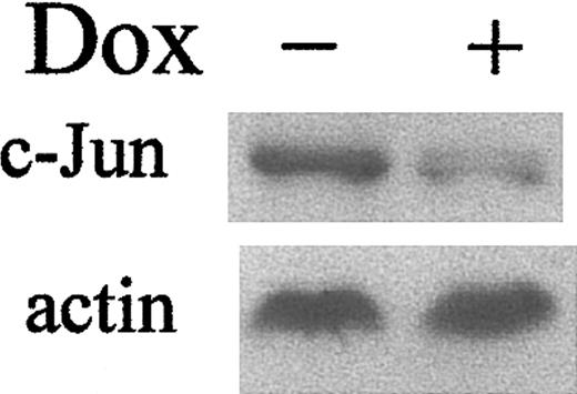 Figure 6. LANA induces c-Jun expression. The 293 TetOff-EGFP-LANA cells were maintained with or without dox (1 μg/mL). Top panel: Western blot for c-Jun; bottom panel: Western blot for actin to demonstrate equivalent protein loading.