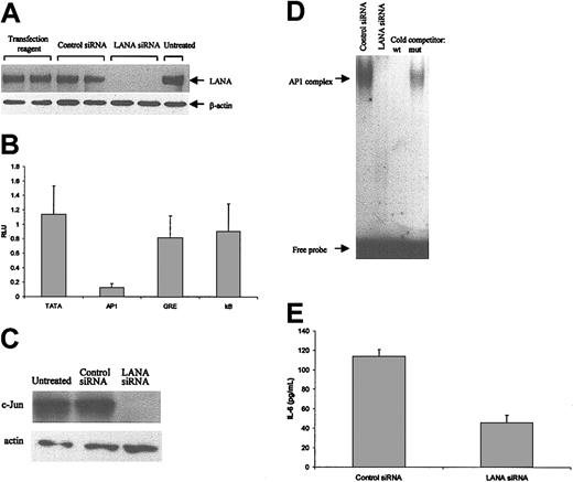 Figure 7. Effects of gene silencing of LANA by RNAi in BCBL-1 cells. (A) BCBL-1 cells were transfected with LANA siRNA or control siRNA or transfection reagent alone. Experiments were performed in duplicate. Forty-eight hours later, nuclear protein (20 μg) was subjected to Western blotting. Top panel: Western blot for LANA; bottom panel: Western blot for actin to demonstrate equivalent protein loading and the specificity of the LANA siRNA effects. (B) BCBL-1 cells were transfected with LANA or control siRNA and the indicated reporter plasmids. Protein was extracted after 48 hours for luciferase assays. The results are the means of 3 experiments and are reported as the relative reporter gene expression (in RLUs) of groups treated with LANA siRNA normalized to values for control siRNA ± SD. (C) The same protein used in panel A was used for Western blotting for c-Jun (top panel) and actin (bottom panel) to confirm equal protein loading. (D) EMSA with AP1 probe. The same nuclear protein was used as in panel A. Cold competition experiments demonstrated the specificity of the band. (E) BCBL-1 cells were transfected with LANA or control siRNA, and supernatants were harvested after 48 hours for IL-6 ELISA. The results are the means of 3 experiments ± SD.