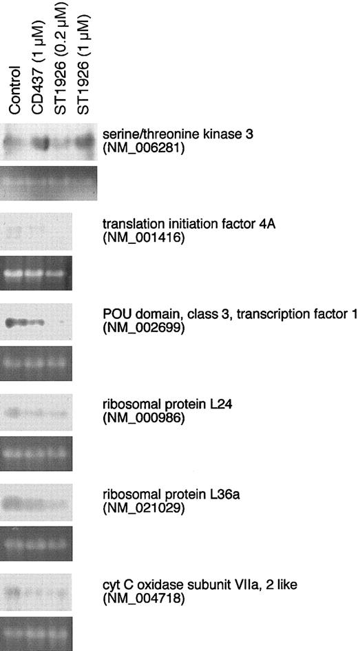 Figure 5. Effect of ST1926 and CD437 on the mRNA levels of a number of genes in NB4 cells: validation of the microarray results. NB4 cells (150 000/well) were treated with vehicle (control), ST1926, and CD437 at the indicated concentrations for 4 hours. Total RNA was extracted and subjected to Northern blot analysis using the indicated cDNAs as radioactive probes. Probes were amplified by RT-PCR from the total RNA extracted from NB4 cells using the following amplimers: NM_006281 = 5′GACCATGGTGATAAACAGTGAGG 3′ (sense oligonucleotide), 5′TGCATCCATCGCATCCAGAATGG 3′ (antisense oligonucleotide) NM_001416 = 5′CCGAGAAGATGCATGCTCGAGAT 3′ (sense oligonucleotide), 5′GGTCAGCAACATTGAGGGGCATT 3′ (antisense oligonucleotide) NM_002699 = 5′GTTCGCCAAGCAGTTCAAGCAGC 3′ (sense oligonucleotide), 5′CTTGAGAAAGTGGCTCTCGAGCG 3′ (antisense oligonucleotide) NM_000986 = 5′TCCTTTCCAAGAGGAATCCTCGG 3′ (sense oligonucleotide), 5′TTTCCACCAACTCGGGGAGCTGA 3′ (antisense oligonucleotide) NM_021029 = 5′TGGTTAACGTCCCTAAAACCCGC 3′ (sense oligonucleotide), 5′GAACTGGATCACTTGGCCCTTTC 3′ (antisense oligonucleotide) NM_004718 = 5′TAGTGGCTTCACGCAGAAGTTGG 3′ (sense oligonucleotide), 5′GTTTTTGGGCTGCGAAGCCATGT 3′ (antisense oligonucleotide) For each Northern blot, an equivalent amount of RNA was added in each lane as indicated by the ethidium bromide staining of the 18S RNA. The results confirm the data illustrated in Table 2 for a number of selected genes.