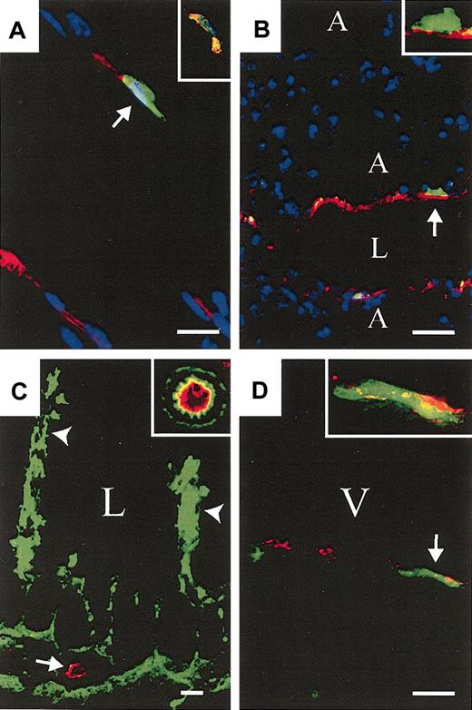 Figure 5. Bone marrow–and HSC-derived ECs are detected in multiple tissues. (A) GFP+ (green) KSL-derived CD31+ (red) cell (arrow) and a GFP+, VWF+ (red) cell (insert) in skeletal muscle. (B) GFP+ BM-derived CD31+ cells in lung (arrow; insert: high magnification; A indicates alveolus, L indicates vascular lumen). (C) GFP+ BM-derived CD31+ cells in the distal small intestine. Donor-derived gut-associated lymphatic tissue is indicated (arrowheads) and a cross-section of a GFP+ CD31+ vessel is shown (arrow; insert: high magnification of neighboring GFP+ vessel). (D) GFP+ KSL-derived VWF+ cells in ventricular free wall of the heart (arrow; insert: higher magnification; V indicates ventricular cavity). (A,D, 2000 KSL cells; B-C, 106 BM. A-B, DAPI nuclear stain (blue). Scale bars: A, 10 μm; B, 20 μm; C, 25 μm; and D, 10 μm.) Original magnifications: × 40 (A,C inserts); × 60 (B,D inserts).