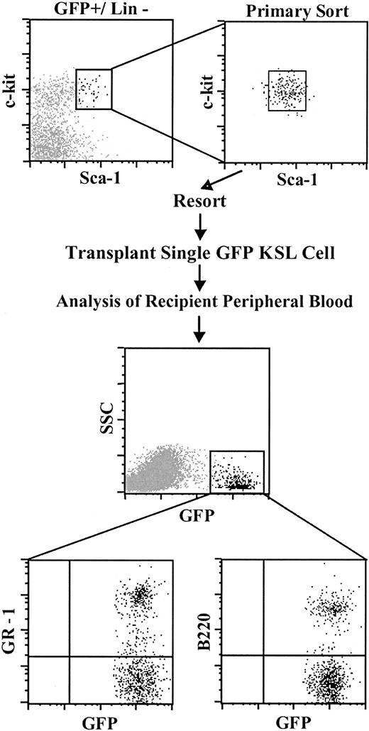 Figure 6. Transplantation of a single HSC produces multilineage hematopoiesis in the peripheral blood of recipient mice. Top panels: Isolation of single GFP+ KSL cells. (Primary and secondary cell sorting gates are shown). Middle panel: Donor-derived cells in the peripheral blood of a recipient of a single GFP+ KSL cell. Lower panels: GFP+ peripheral blood myeloid cells (GR-1) and B cells (B220) derived from a single KSL cell.
