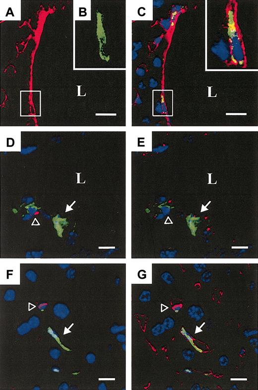 Figure 7. Transplantation of a single HSC gives rise to donor-derived ECs. (A) Portal vein from a recipient of a single GFP+ KSL cell 6 months after transplantation demonstrating the expression of CD31 (Cy3, red channel only). (B) High magnification of area in the box indicated in panel A, showing a GFP+ luminal cell (green channel only) integrated into the vessel wall. (C) Merged image, the box indicating the same donor GFP+ (green), CD31+ (red) EC with a DAPI+ nucleus (blue) (insert: high magnification of the same cell). (D) A GFP+, CD45– EC within the vessel wall (solid arrow) and a CD45+ (red) leukocyte (open arrowhead). (E) The same GFP+, CD45– EC sequentially labeled with VWF (red) (solid arrow). (F) A GFP+, CD45– donor EC in a liver venous sinusoid (solid arrow) and a donor CD45+ (red) leukocyte (open arrowhead) 6 months after transplantation. (G) The same GFP+ CD45– EC sequentially labeled with CD31 (red). (Scale bars: A, 20 μm; C: 20 μm; and D-G: 10 μm; DAPI+ nuclei (blue); L indicates lumen.) Original magnification, × 60 (B,C insert).