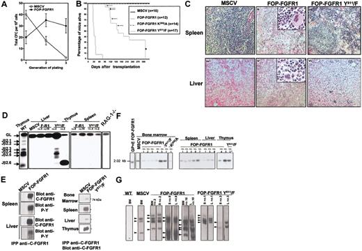 Figure 1. In vitro and in vivo characterization of the transforming properties of FOP-FGFR1 kinase. (A) Proliferative effect of FOP-FGFR1 on murine Sca-1+ hematopoietic progenitors. Each point represents the mean number (SEM) of total colony-forming cells (CFCs) per 104 cells generated after sequential plating in methylcellulose from three independent transduction experiments. (B) Kaplan-Meier plots of recipient mice survival after transplantation of bone marrow Sca-1+ stem cells infected with FOP-FGFR1 and its mutants as indicated (n=number of mice). Arrows and asterisk indicate the FOP-FGFR1 Y511/F mice that developed a thymic lymphoma and that were killed for characterization (n=10), respectively. (C) Histopathology of mice transplanted with FOP-FGFR1 and derived mutants. Views of spleen (ii, iii), and liver (v, vi) of transplanted mice. (i, iv) Normal tissues in a negative control mouse transplanted with Sca-1+ bone marrow cells retrovirally transduced with MSCV. In the FOP-FGFR1 animals, spleen (ii) and liver (v) showed effacement of normal architecture due to marked extramedullary hematopoiesis with maturing myeloid and erythroid precursors, and numerous megakaryocytes (original magnification × 100, inserts × 400). A slight extramedullary hematopoiesis was also found in the FOP-FGFR1 Y511/F spleens (iii). The liver from FOP-FGFR1 Y511/F mouse (vi) was almost normal, with only a few foci of inflammation. The 5-μm deparaffinized sections were hematoxylin-eosinstained. (D) TCR gene rearrangement in FOP-FGFR1 (F-R1) and FOP-FGFR1Y511/F (Y511/F) transplanted mice. Representative results of blot hybridization with J2 probes of gels containing PCR products from indicated tissues and mice using D2 5′ and J2 3′ PCR primers19. Purified thymocytes from wild-type (WT) and RAG-1-/- mice were used as positive and negative controls, respectively. Autoradiographs were exposed for 4 hours so that the faint bands corresponding to TCR rearrangements of some mature T cells in spleen samples are not visible. (E) FOP-FGFR1 and FOP-FGFR1 PLC-binding–defective (Y511) are expressed in tissues involved in the myeloproliferative disease. To evaluate expression of the introduced FOP-FGFR1 (left panel) and FOP-FGFR1 Y511/F (right panel) proteins, cell lysates prepared from different tissues as indicated were subjected to immunoprecipitation with anti–C-FGFR1 and analyzed by Western blot with anti–C-FGFR1 and/or antiphosphotyrosine antibodies. Note the strong expression of the mutant in spleen, and thymus (in the animals with thymus hypertrophy) and the faint one in bone marrow and liver, in agreement with the histopathological findings. (F-G) Southern blot detection of provirus integration in tissues of FOP-FGFR1 mice. Genomic DNAs from bone marrow (BM), spleen (S), liver (L), and thymus from several FOP-FGFR1 and FOP-FGFR1 Y511/F transplanted and diseased mice, were digested with either KpnI (F) or BamHI (G) and hybridized with a radioactive probe from the neomycin resistance gene. (F) KpnI cuts in both retroviral LTRs; the single band of expected size demonstrates the presence of provirus. GP+E86 packaging cell line FOP-FGFR1 stably transfected (GP+E FOP-FGFR1), and bone marrow cells from one of the control vector mice (MSCV) were used as controls. Asterisk indicates the thymus sample from a FOP-FGFR1Y511/F mouse that developed a malignant lymphoma 126 days after transplantation. (G) BamHI cuts only once in the provirus; this results in bands of different sizes corresponding to 2 to 4 genomic integration sites (arrowheads). Note the presence of the same clones in different tissues from the same mouse. Bone marrow cells from a non-infected mouse (WT) and from one of the vector control mice (MSCV) were used as controls.
