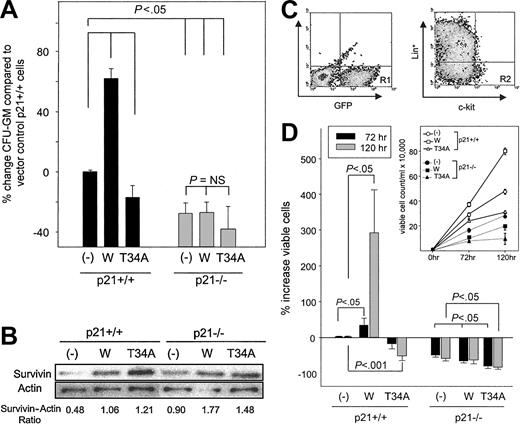 Figure 1. Effects of forced expression of wild-type and dominant-negative Survivin constructs on the proliferation of p21+/+ and p21–/– CFU-GM and c-kit+, Lin– cells. Marrow cells from p21+/+ and p21–/– mice were infected with MIEG3-vector (–), MIEG3-Survivin (W), or MIEG3-T34A Survivin (T34A) in the presence of TPO, FL, and SCF for 48 hours. Following infection, either GFP+ cells or GFP+, c-kit+, Lin– cells were isolated using FACS. (A) Five thousand GFP+ cells were plated in agar in the presence of 10 ng/mL rmGM-CSF and 50 ng/mL rmSCF, and total CFU-GM was quantitated after 7 days. The percentage increase of CFU-GM in p21+/+ and p21–/– cells expressing various Survivin constructs was compared with p21+/+ cells transduced with empty vector. Data are expressed as mean ± SEM of 5 experiments. (B) Fifty thousand GFP+ cells were lysed and subjected to Western blot analysis for Survivin expression. The ratio of Survivin to β-actin protein measured by densitometry is shown beneath the blot. (C) Gating criteria for isolation of c-kit+, Lin– cells after retrovirus transduction. GFP+, c-kit+, and Lineage-marker–(Ter119, B220, GR-1, Mac-1, and CD3) depleted cells (R2 gate in right plot) were collected immediately after infection using FACS. Horizontal and vertical bars in the right plot represent isotype staining. (D) After infection, 10 thousand sorted, transduced GFP+, c-kit+, and Lin– cells were cultured in the presence of 10 ng/mL rmGM-CSF and 50 ng/mL rmSCF. Viable cells in each culture were enumerated at 72 and 120 hours by trypan blue exclusion. The percentage increase in viable cell number after growth factor incubation of GFP+, c-kit+, Lin– p21+/+, and p21–/– cells transduced with wild-type (W) and T34A Survivin were compared with p21+/+ cells transduced with empty vector. Data represent mean ± SEM of 3 experiments. Absolute viable cell counts in 1 representative experiment are shown in the inset.
