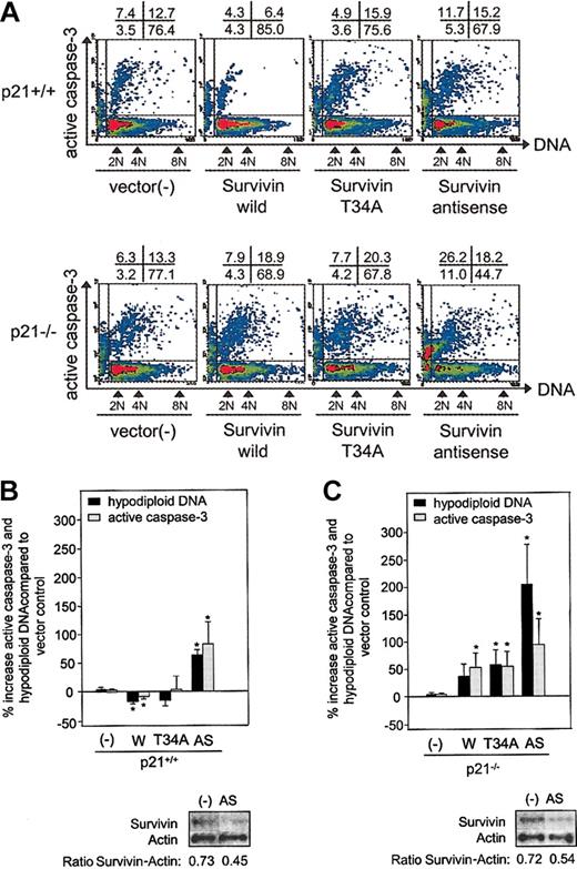 Figure 3. Active caspase-3 expression and DNA content of p21+/+ and p21–/– c-kit+, Lin– cells transduced with Survivin constructs. Bone marrow cells from p21+/+ and p21–/– mice were transduced with Survivin constructs, and GFP+, c-kit+, Lin– cells were isolated by FACS, fixed, permeabilized, and stained with PE-conjugated antiactive caspase-3 and 7-AAD for DNA. FACS dot plot (A) is representative of 3 experiments. The top row shows p21+/+ cells, and the bottom row shows p21–/– cells. The x- and y-axes represent DNA and active caspase-3 expression, respectively. The percentage of cells in each quadrant is shown above each plot. The combined mean ± SEM percentage increases in hypodiploid DNA, and mean channel fluorescence (MCF) of active caspase-3 compared with vector-transduced control cells for 3 experiments is shown (B-C). The protein blot for Survivin and actin in the vector- or antisense-transduced cells and the ratio of Survivin to actin defined by densitometry are shown beneath each histogram. – indicates vector control; W, Survivin; T34A, T34A Survivin; AS, antisense Survivin. *P < .05.