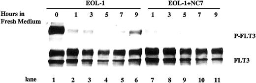 Figure 6. Autophosphorylation of FLT3 in EOL-1 cells shows a time-dependent pattern after conditioned medium is replaced with fresh medium. EOL-1 cells (4 × 106 cells/mL) were washed twice and then cultured in fresh medium with or without IMC-NC7 antibody (10 μg/mL). Cells were collected at 0, 1, 3, 5, 7, and 9 hours and lysed in protein lysis buffer. Total cellular protein was immunoprecipitated with anti-FLT3 antibody. The immunoprecipitates were resolved by 8% SDS-PAGE and subjected to immunoblot analysis with antiphosphotyrosine antibody 4G10 (top panel). The same blot was stripped and reprobed with anti-FLT3 antibody (bottom panel).