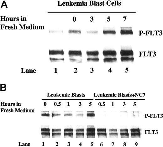 Figure 7. Autophosphorylation of FLT3 in leukemia blast cells shows a time-dependent pattern after conditioned medium is replaced with fresh medium. (A) Frozen leukemia blast cells were thawed, washed, and cultured in fresh medium for 12 hours. Cells (4 × 106 cells/mL) were then washed twice and incubated in fresh medium. Cells were collected at 0, 3, 5, and 7 hours (lanes 2-5) and lysed. Another 10 × 106 cells were lysed right after being thawed and washed (lane 1). Total cellular protein was immunoprecipitated with anti-FLT3 antibody. The immunoprecipitates were resolved by 8% SDS-PAGE and subjected to immunoblot analysis with antiphosphotyrosine antibody 4G10 (top panel). The same blot was stripped and reprobed with anti-FLT3 antibody (bottom panel). (B) Frozen leukemia blast cells were thawed, washed, and cultured in fresh medium for 12 hours. Cells were then washed twice and incubated with fresh medium with or without IMC-NC7 antibody (10 μg/mL) at a density of 4 × 106 cells/mL. Cells were collected at 0, 0.5, 1, 3, and 5 hours and lysed in protein lysis buffer. Lysates were then analyzed as in panel A.