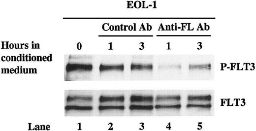Figure 8. Depleting conditioned medium of FL decreases the phosphorylation of FLT3 in EOL-1 cells. Conditioned medium of EOL-1 cells were first incubated with anti-FL monoclonal antibody followed by incubation with Protein G–agarose. The immunoprecipitates were then separated from the medium by centrifuging. Conditioned medium treated with an isotype control antibody was used as the control. EOL-1 cells were washed twice and cultured in the anti-FL– or isotype control antibody–treated conditioned medium for 1 and 3 hours. Total cellular protein was immunoprecipitated with anti-FLT3 antibody. The immunoprecipitates were resolved by 8% SDS-PAGE and subjected to immunoblot analysis with antiphosphotyrosine antibody 4G10 (top panel). The same blot was stripped and reprobed with anti-FLT3 antibody (bottom panel).