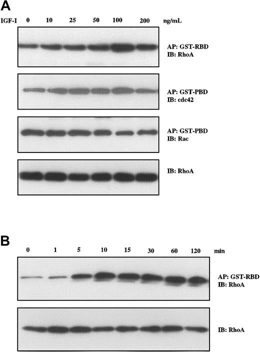 Figure 4. IGF-I induces Rho-GTP formation in H929 cells. H929 cells were starved in serum-free medium for 12 hours and were not stimulated or stimulated with varying concentrations of IGF-I (10 ng/mL to 200 ng/ml; A) or with 100 ng/mL IGF-1 for different times (5 min to 120 min; B). Fresh lysates were then affinity precipitated (AP) using GST-RBD glutathione beads or GST-PBD glutathione beads. After washing 3 times, the bound proteins were eluted and analyzed by Western blotting using RhoA-, Rac-, and cdc42-specific antibodies. The same lysates were directly subjected to SDS-PAGE, transferred to membranes, and blotted with anti-Rho antibodies as a control for loading.