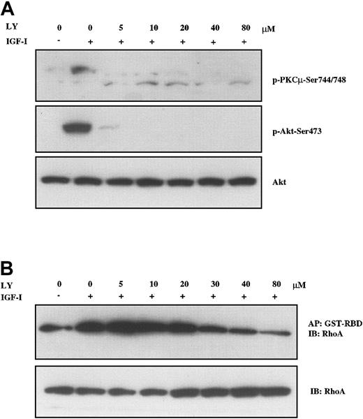 Figure 5. PI-3K inhibition blocks IGF-I–mediated activation of PKC and RhoA. H929 cells starved in serum-free medium and then pretreated with indicated concentrations (5 μM to 80 μM) of PI-3K inhibitor LY294002 for 1 hour were not stimulated or stimulated with 100 ng/mL IGF-I for 10 minutes. (A) Cell lysates were directly subjected to SDS-PAGE or (B) precipitated (AP) with GST-RBD glutathione beads and then subjected to SDS-PAGE, transferred to membranes, and blotted with indicated antibodies. Blot in panel A was stripped and reprobed with anti-Akt.