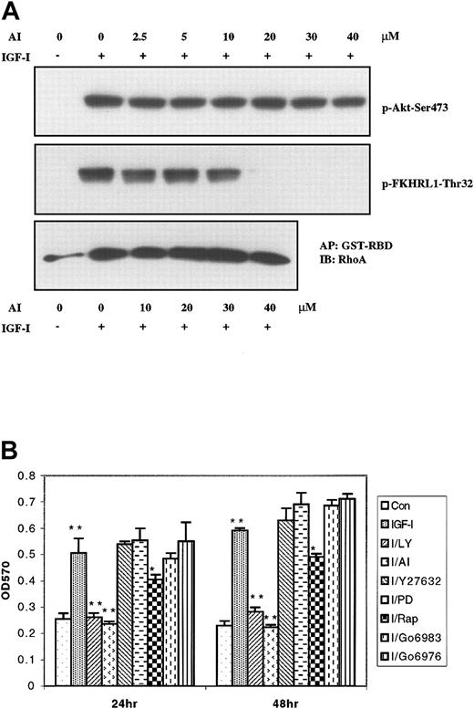 Figure 6. IGF-I–stimulated proliferation of H929 cells occurs through the PI-3K/Akt pathway and does not involve PKCs or RhoA. (A) H929 cells starved for 12 hours in serum-free medium were pretreated with indicated concentrations (2.5 μM to 40 μM) of the Akt inhibitor AI and either stimulated or not stimulated with 100 ng/mL IGF-I for 10 minutes. Cell lysates were subjected to SDS-PAGE or precipitated (AP) with GST-RBD glutathione beads and then subjected to SDS-PAGE, transferred to membranes, and blotted with indicated antibodies. (B) H929 cells were grown in medium with or without IGF-I and the following inhibitors: PI-3K inhibitor LY294002 (LY, 10 μM); Akt inhibitor AI (20 μM); Rho-associated kinase inhibitor Y27632 (10 μM); MAPK inhibitor PD98059 (PD; 20 μM) p70S6 kinase inhibitor rapamycin (Rap; 10 μM); PKC inhibitor Go6983 (500 nM) and PKC inhibitor Go6976 (500 nM) for 24 and 48 hours. Cell proliferation was measured by MTT assay. Results are shown as means ± SE (n = 4) and are representative of 3 independent experiments. * indicates P < .01; **, P < .001.
