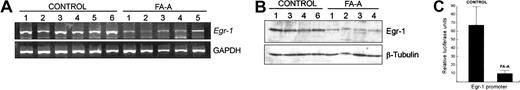 Figure 2. Constitutive expression of Egr-1 is reduced in FA-A cells. Total RNA and cell lysates were purified from control and FA-A lymphoblast cell lines and analyzed for Egr-1 mRNA and protein levels by semiquantitative RT-PCR (A) and Western blot (B), respectively. GAPDH mRNA was used as an amplification control. The levels of β-tubulin were analyzed to assure equal loading. (C) Control and FA-A cells were transfected with a 688-bp fragment of the Egr-1 promoter in the presence of a β-galactosidase reporter vector, and the Egr-1 promoter-dependent transcription was determined. Units of luciferase activity were normalized based on values of β-gal activity to control for transfection efficiency. Histograms represent the means ± SD of triplicate analyses.