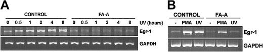 Figure 4. Expression of Egr-1 mRNA in FA-A lymphoblasts treated with UV and PMA. Control and FA-A cell lines were exposed to UV and left in culture for the indicated time intervals (A) or treated with PMA for 1 hour (B), and then total RNA was extracted and analyzed for the expression of Egr-1 by semiquantitative RT-PCR. GAPDH mRNA was used as an amplification control.
