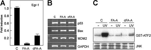 Figure 5. Restoration of the JNK–Egr-1 pathway in FA-A cell lines corrected with FANCA cDNA. (A) FANCA-corrected (cFA-A) and uncorrected FA-A cells (transduced with an empty control vector) were exposed to UV radiation, and then total RNA was extracted and analyzed for the expression of Egr-1 mRNA by real-time PCR. Histograms represent the means ± SD of triplicate analyses. (B) The levels of p53, Bax, and MDM2 were also analyzed by semiquantitative RT-PCR. GAPDH mRNA was used as an amplification control. (C) After exposure of cells to UV, lysates were immunoprecipitated with anti-JNK and subjected to immune complex kinase assay with GST-ATF2 as substrate (top panel). The lysates were also analyzed by Western blot with anti-JNK (bottom panel). c indicates control lymphoblast cells.