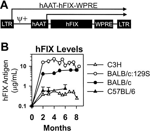 Figure 1. Retroviral vector and expression levels in normal mice from different strains after neonatal transduction. (A) hAAT-hFIX-WPRE. The RV contains intact LTRs at the 5′ and 3′ ends, an extended packaging signal (ψ+), the 403-nt human α1-antitrypsin promoter (hAAT), the 1.5-kb hFIX cDNA (hFIX), and the 591-nt woodchuck hepatitis virus posttranscriptional regulatory element (WPRE). Transcription can initiate from the LTR or hAAT promoters, as indicated by the arrows. (B) Expression in normal mice from different strains after neonatal transduction. C3H (N = 5), BALB/c:129S (N = 5), BALB/c (N = 7), or C57BL/6 (N = 3) mice were injected with 1 × 1010 TU/kg at 2 or 3 days after birth. Average hFIX antigen levels ± SEM are shown at the indicated time in months after birth.
