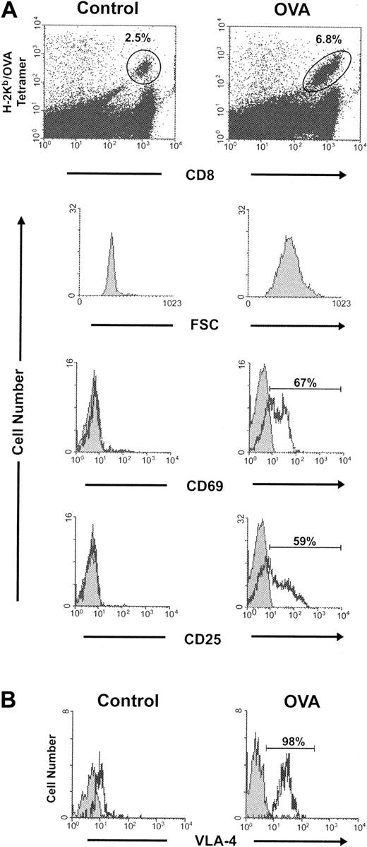 Figure 2. OT-1 activation following intravenous administration of OVA peptide. C57BL/6 mice were given OT-1 cells intravenously. Twenty-four hours later, the mice were given 0.5 mg of either a control peptide or OVA peptide intravenously. (A) Two days following the administration of peptide, 2 mice in each group were killed and the pooled spleen and lymph node cells were stained with both H-2Kb/OVA tetramer and anti-CD8. The percent of CD8+ cells that were tetramer-positive (gates as indicated) is shown. Cells were subsequently stained with anti-CD69 or anti-CD25 (black) and an isotype control (gray). Forward scatter (FSC), CD69, and CD25 expression was analyzed in the gated cells. (B) Ten days following the control or OVA peptide injection, spleen cells harvested from the recipient mice were stained with anti–VLA-4 (black) or an isotype control (gray) in conjunction with both H-2Kb/OVA tetramer and anti-CD8. The expression of VLA-4 was analyzed in the gate of tetramer-positive CD8+ OT-1 T cells.