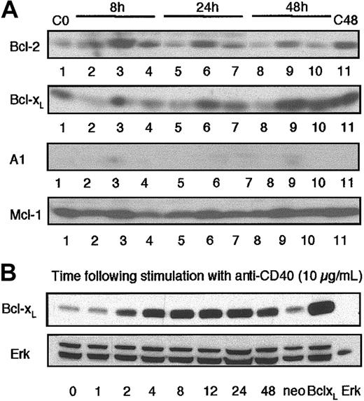 Figure 1. Expression of Bcl-xL in WEHI-231 immature B cells. (A) WEHI-231 B cells (107 cells/lane) were cultured with medium, anti-IgM (5 μg/mL), or anti-CD40 (10 μg/mL), either alone or in combination, for up to 48 hours. Cell lysates were prepared and Western blot analysis of Bcl-2, Bcl-xL, A1, or Mcl-1 expression was performed as described in “Materials and methods.” Experimental conditions were as follows: lane 1, medium 0 hours (C0), lane 2, anti-Ig 8 hours; lane 3, anti-CD40 8 hours; lane 4, anti-Ig plus anti-CD40 8 hours; lane 5, anti-Ig 24 hours; lane 6, anti-CD40 24 hours; lane 7, anti-Ig plus anti-CD40 24 hours; lane 8, anti-Ig 48 hours; lane 9, anti-CD40 48 hours; lane 10, anti-Ig plus anti-CD40 48 hours; and lane 11, medium 48 hours (C48). (B) Wild-type WEHI-231 cells were stimulated with anti-CD40 (10 μg/mL) for up to 48 hours, cell lysates were prepared, and Western blot analysis of Bcl-xL expression was performed as described in “Materials and methods.” Expression of Bcl-xL in anti-CD40–treated wild-type WEHI-231 cells was compared with that of unstimulated WEHI-231 cells transfected with the empty vector (Neo) or overexpressing Bcl-xL (Bcl-xL). Recombinant p42 Erk2 was also loaded as an additional standard. Data are representative of at least 3 independent experiments.
