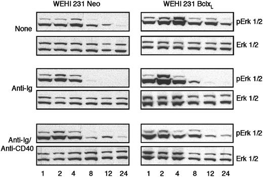 Figure 5. Bcl-xL does not prevent BCR-mediated desensitization of sustained, cycling ErkMAPkinase activation in WEHI-231 B cells. WEHI-231-Neo or -Bcl-xL cells were stimulated with media, anti-IgM (1 μg/mL), or anti-IgM (1 μg/mL) plus anti-CD40 (10 μg/mL) for the time (h) indicated, up to 24 hours, and cell lysates were prepared. ErkMAPkinase activation was assessed by Western blot analysis of active, dually phosphorylated Erk and total Erk levels as described in “Materials and methods.” Data are representative of at least 10 experiments.