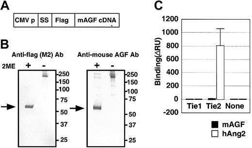 Figure 3. AGF and TIE receptors. AGF does not bind to tyrosine kinase with immunoglobulin and EGF-homology domain (Tie) receptors. (A) Schematic representation of the plasmid construction used to generate FLAG-AGF protein. CMV-p and SS indicate the cytomegalovirus promoter and a signal sequence, respectively. (B) After transfection of HEK293 cells with a mouse AGF cDNA with a 5′-terminal extension encoding a FLAG-tag (panel A), mouse AGF-FLAG fusion protein was detected in culture supernatants by Western blot analysis with an anti-FLAG antibody (left) and an antimouse AGF antibody (right), with or without 2-mercaptoethanol (2-ME). Lanes contain approximately 10 ng purified protein. Arrows indicate the monomer of FLAG-AGF protein. (C) Ties are not receptors for AGF. BIAcore binding assay of AGF (200 ng) to the Tie1 and Tie2 receptors. As a positive control, human Ang-2-6xHis-tagged protein (200 ng) specifically bound to the Tie2-Fc protein (460 ng), but not to the Tie1-Fc (460 ng). Error bar represents mean ± SD.