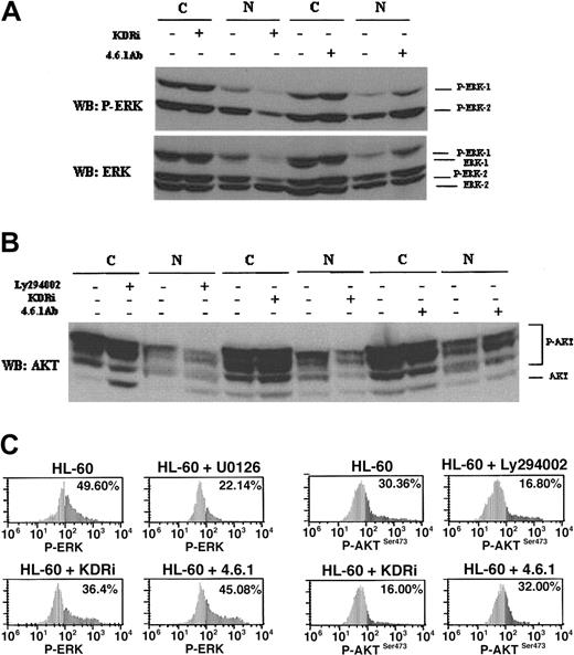 Figure 2. Distinct signaling pathways are activated by internal and external VEGF-KDR autocrine loops: MAPK and PI 3-K. Cells were left untreated or exposed to the internal KDR inhibitor (KDRi) or the VEGF neutralizing antibody 4.6.1 as described in “Materials and methods.” (A) Nuclear (N) and cytosolic (C) extracts from HEL cells, probed for total Erk or phosphorylated Erk 1/2. Note the reduction of Erk phosphorylation when cells are treated with the internal KDR inhibitor, while the external blocker 4.6.1 Ab has little effect. These experiments were repeated at least 3 times. (B) Nuclear (N) and cytosolic (C) protein extracts from HEL cells, treated with internal KDR inhibitor, the external blocker 4.6.1 Ab, or the PI 3-K inhibitor LY294 402, and probed for AKT and phosphorylated AKT. Note the decrease in phosphorylated AKT in cells treated with the internal KDR inhibitor, while the external Ab has little effect. These experiments are representative of 3 independent experiments. (C) FACS analysis of HL-60 cells either untreated or treated with Erk inhibitor (U0126), the PI 3-K inhibitor (LY294 402), the internal KDR inhibitor, or the external VEGF blocker Ab 4.6.1; the cells in different conditions were stained against phosphorylated Erk 1/2 or AKT, and analyzed by FACS. The percentage of positive cells was obtained by gating viable events and comparing the staining profile with an irrelevant Ab isotype control (not shown). Note the effect of the internal KDR inhibitor at reducing the levels of phosphorylated Erk in all cells tested, while the external VEGF blocker Ab 4.6.1 has little effect. Percentages indicate the proportion of cells that are stained with Ab against P-ERK or P-AKT. The results shown are representative of 3 independent experiments, and were repeated at least 3 times.