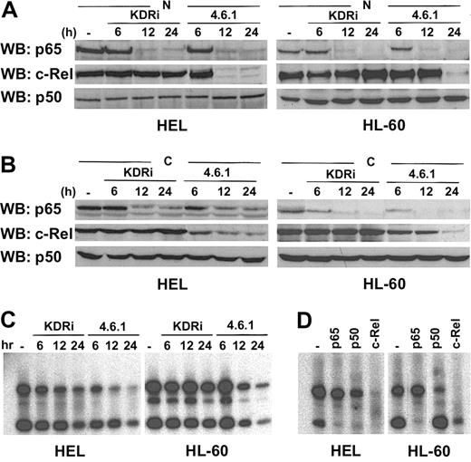 Figure 3. Distinct signaling pathways are activated by internal and external VEGF-KDR autocrine loops: NF-κB. (A) Nuclear (N) protein extracts from HEL and HL-60 cells, untreated or treated with the external VEGF blocker Ab 4.6.1 or the internal KDR inhibitor (KDRi) for 24 hours, and probed using Western blotting against the p65 and p50 NF-κB subunits. Note the decrease in nuclear p65 and c-rel levels in cells treated with the Ab 4.6.1, while those exposed to KDRi show a clear decrease in p65 levels but sustained c-rel expression. The results are consistent for the 2 cell lines. These results are representative of 3 independent experiments, and were repeated at least 3 times. (B) Cytosolic (C) protein extracts from HEL and HL-60 cells, untreated or treated with the external VEGF blocker Ab 4.6.1 or the internal KDR inhibitor (KDRi) for 24 hours, and probed using Western blotting against the p65 and p50 NF-κB subunits. Note the decrease in cytosolic p65 and c-rel levels in cells treated with the Ab 4.6.1, while those exposed to KDRi also show a clear decrease in p65 levels but sustained c-rel expression. p50 subunit levels did not change in any of the conditions tested, and in either cell line. All the results were consistent for the 2 cell lines. These results are representative of 3 independent experiments, and were repeated at least 3 times. (C) Note the decrease in DNA (NF-κB) binding activity of nuclear protein extracts from HEL or HL-60 cells treated with the 4.6.1 Ab, while those treated with KDRi show little effect (after 12 or 24 hours). The results shown are representative of 3 independent experiments, and were repeated 3 times. (D) Supershift assay of nuclear protein extracts from HEL or HL-60 cells, coincubated with p65-, p50-, or c-rel–specific antibodies, to demonstrate the identity of the NF-κB subunits seen throughout the experiments described earlier.