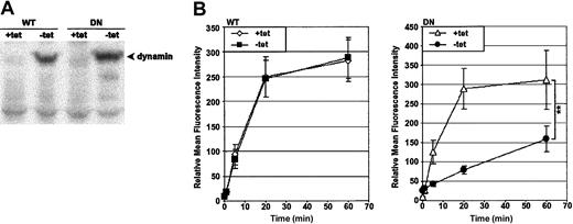 Figure 1. Preculturing HeLa-DynDN clones in the absence of tet induces overexpression of DN dynamin and a block in Tfn-FITC endocytosis. HeLa-DynWT or DN cells were precultured in the presence of tet (+tet) to suppress expression from the transfected dynamin cDNA, or in the absence of tet (–tet) to induce it. (A) Immunoblot of cell lysates to detect dynamin. (B) Cells were incubated with Tfn-FITC at 37° C for up to 1 hour. Relative mean fluorescence intensity of viable cells was determined by flow cytometry. The mean ± SD of 4 independent experiments is shown (**.001 < P < .01).