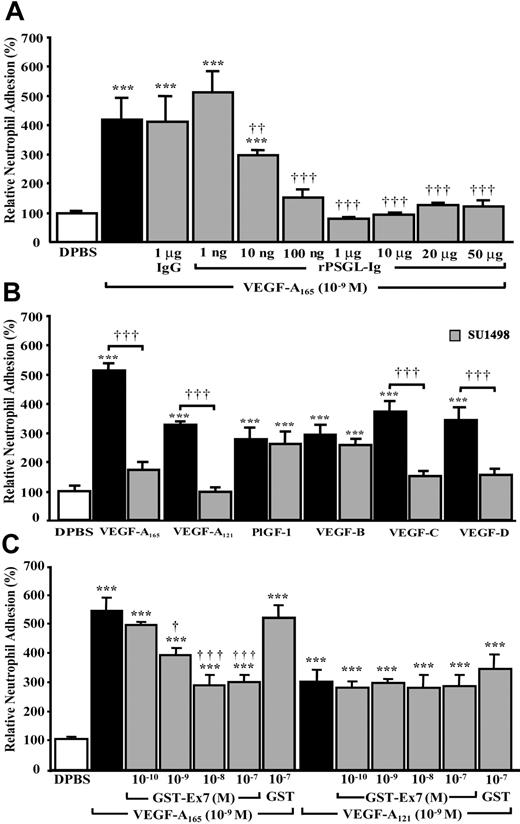 Figure 6. Effect of VEGF analogs and their corresponding receptors on neutrophil adhesion to HUVECs and role of P-selectin translocation. HUVECs were pretreated with rPSGL-Ig (A), SU1498 (B), or either with a GST-Ex7 or GST (C) for 15 minutes prior to the addition of neutrophils (1 × 105) and to the stimulation of confluent HUVECs with VEGF analogs (10–9 M, 7.5 minutes). Data are means ± SEM of 6 to 12 experiments; ***P ≤ .001 as compared to DPBS and ††P ≤ .01, †††P ≤ .001 as compared to corresponding VEGF analogs.